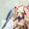 Acalma perros spray tranquilizante 60 ml