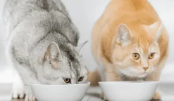 ADD ONE sabor salmón pasta gatos ayuda toma de medicamentos 30×10 g