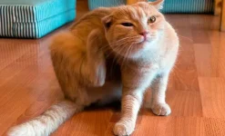 AdTab Gatos comprimidos contra pulgas garrapatas