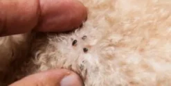 AdTab Perros pulgas garrapatas comprimidos