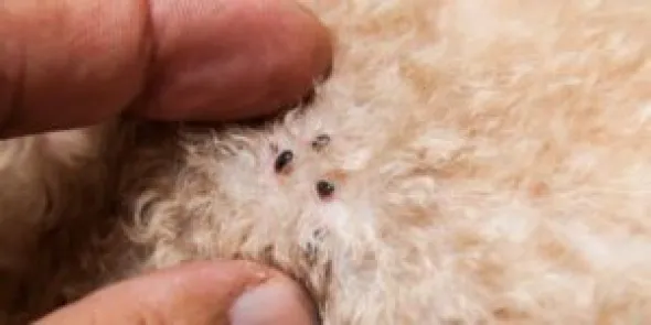 AdTab Perros pulgas garrapatas comprimidos