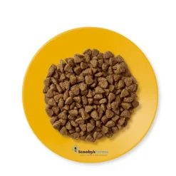 Applaws kitten pollo pienso para gatitos