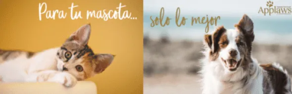 Applaws sobre GELATINA PESCADO Gatos adultos Multipack 12×70 g