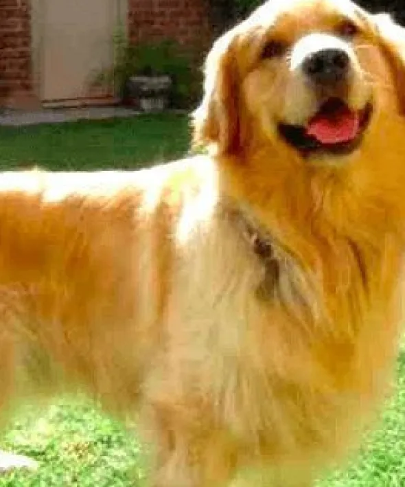 Artero Cepillo Púa Larga Metal perros y gatos