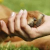 Artero CORTAÚÑAS Grande perros y gatos