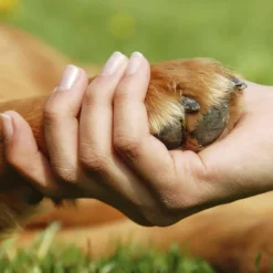 Artero CORTAÚÑAS Grande perros y gatos
