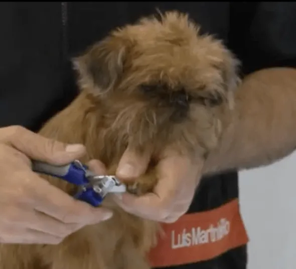 Artero CORTAÚÑAS Pequeño para perros y gatos