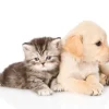 Artero Perfume Baby 90 ml cachorros y gatitos