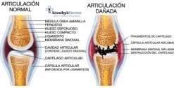 Calibra Joint and Mobility Low calorie bajo en calorías perros