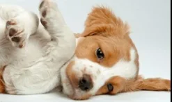 Calm y Relax perros y gatos calmante y relajante 30 cápsulas