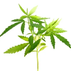 CBD wow perros gatos 5% 10 ml
