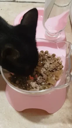 Comida húmeda gatos ALMO NATURE DAILY pavo 400g