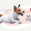 Disugual D-DAY dog POLLO 6×400 g