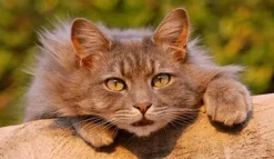Dr Darwin gatos adultos Cats evolution