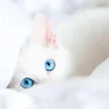 Dr Darwin Kitten Evolution 1,5 kg para gatito