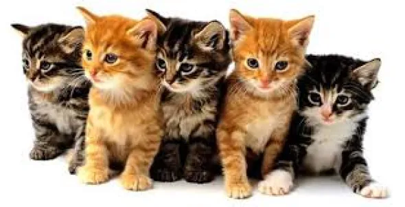 Dr Darwin Kitten Evolution 1,5 kg para gatito