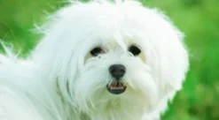 Dr Darwin Little Dogs Evolution para perros adultos raza mini