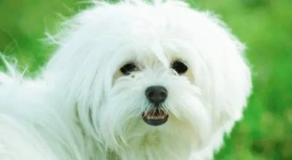 Dr Darwin Little Dogs Evolution para perros adultos raza mini