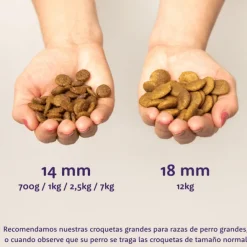 Edgard Cooper perros Salmón sin cereales perros adultos