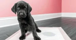 Empapadores 30 unidades Covetrus perros gatos