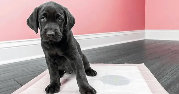 Empapadores 30 unidades Covetrus perros gatos