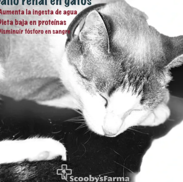 Farmina Vet Life RENAL gatos
