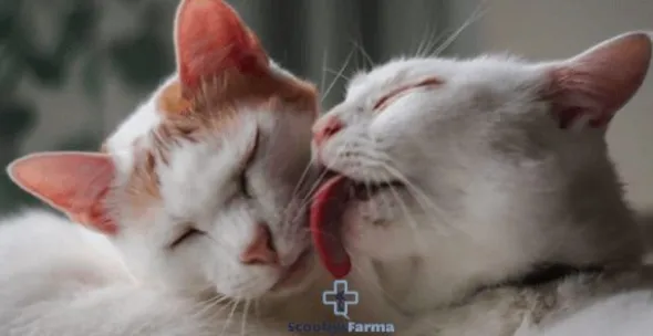 Feliway FRIENDS recambio 48ml gatos