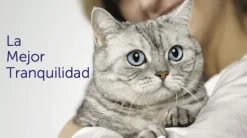 Feliway OPTIMUM Difusor Recambio gatos