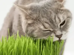 Hierba para gatos Biozoo 100 g