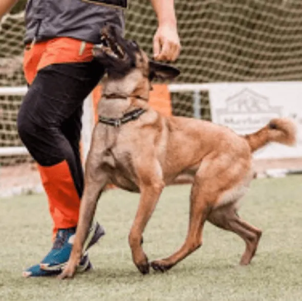 Hifas Energy Explosion Pet – Recuperación, Energía y Equilibrio Digestivo para Perros y Caballos 1 kg