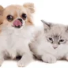 Impromune pasta sistema inmune perros pequeños gatos 30 ml