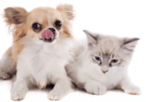 Impromune pasta sistema inmune perros pequeños gatos 30 ml