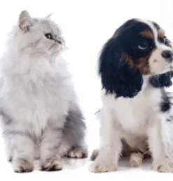 Impromune pasta sistema inmune perros pequeños gatos 30 ml