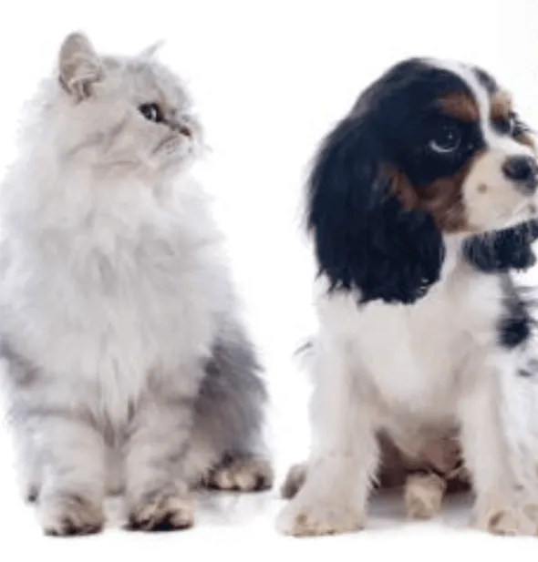 Impromune pasta sistema inmune perros pequeños gatos 30 ml