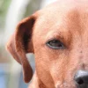 JT HYPOCLORINE EYE CARE 60 ml Líquido perros gatos