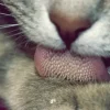 KAWU MALTA gatos 100g laxante natural