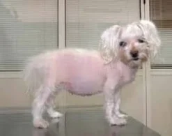 KimiDerm Reforce dermatosis alopecias perros gatos cápsulas
