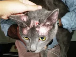 KimiDerm Reforce dermatosis alopecias perros gatos cápsulas
