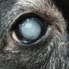 Lacristal Neo gotas oculares perros y gatos 10 ml