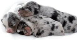 Lactadiet perros Leche Nacimiento y Destete 300 gr