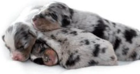 Lactadiet perros Leche Nacimiento y Destete 300 gr