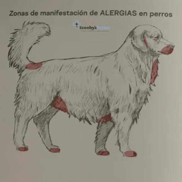 Lenda Vet ALLERGIC SOLUTION alergias perros