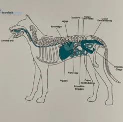 Lenda Vet GASTRO-ATOPIC gastrointestinal perros