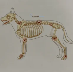 Lenda Vet MOBILITY-JOINTS articulaciones perros