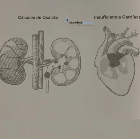 Lenda Vet RENAL OXALATE perros jóvenes y adultos
