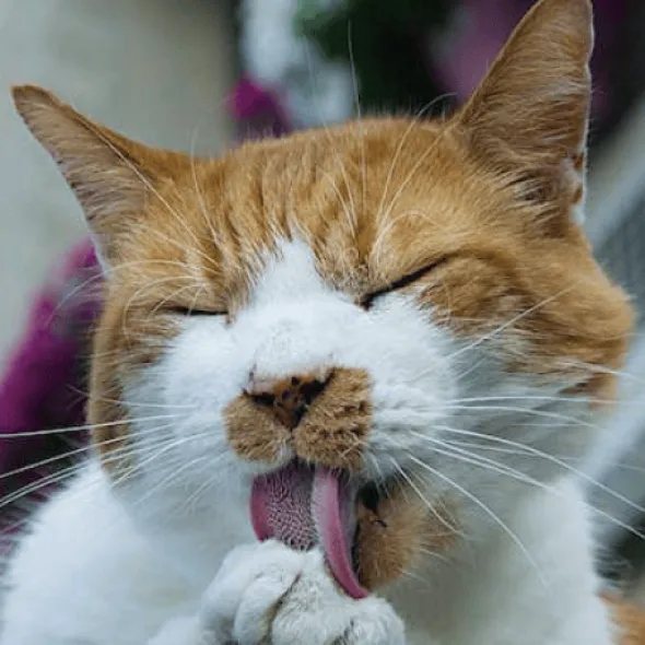 MALTA Stangest gatos perros elimina bolas de pelo 100 g