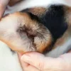 Multiva Ear Care Limpiador oídos perros 118 ml