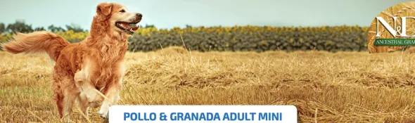 ND Ancestral Pollo Granada perros mini adultos