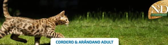 ND Cat Ancestral cordero arándano gatos adultos