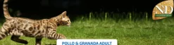 ND Cat Ancestral pollo granada gatos adultos